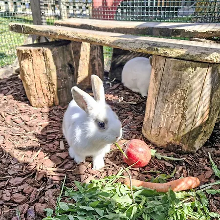 Haflingerhof Edelweiss By Interhome